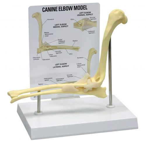 Modelo anatômico de cotovelo - 9070 - GPI Anatomicals - veterinário / para ensino / canino