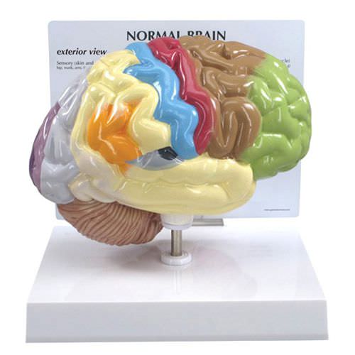 Modelo de cérebro - 2950 - GPI Anatomicals - para ensino