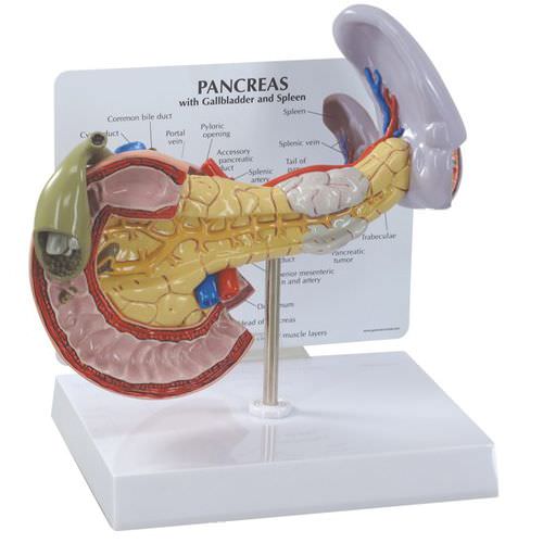 Modelo de pâncreas - 3330 - GPI Anatomicals