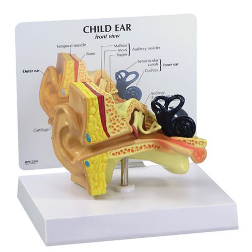 Modelo de canal auditivo - 2300 - GPI Anatomicals - de cóclea / de ossículos / para ensino
