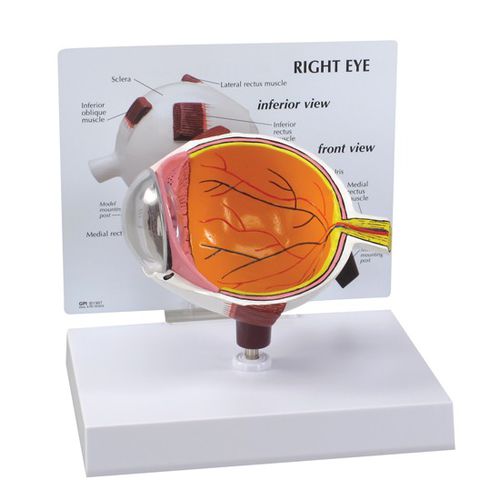 Modelo anatômico de olho - 2750 - GPI Anatomicals - para ensino