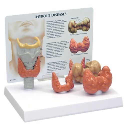 Modelo de laringe - 3150 - GPI Anatomicals - de traqueia / de tireoide