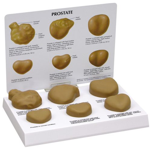 Modelo de próstata - 3000 - GPI Anatomicals - para ensino / masculino