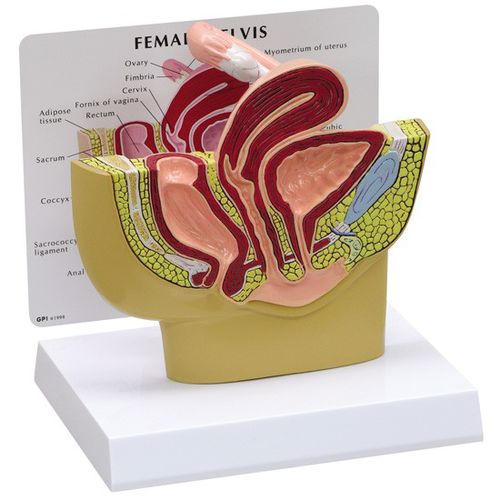Modelo de pelve - 3500 - GPI Anatomicals - de ovários / de trompa de Falópio / para ensino