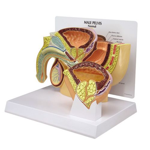 Modelo de pelve - 3552 - GPI Anatomicals - de bexiga / uretral / de próstata