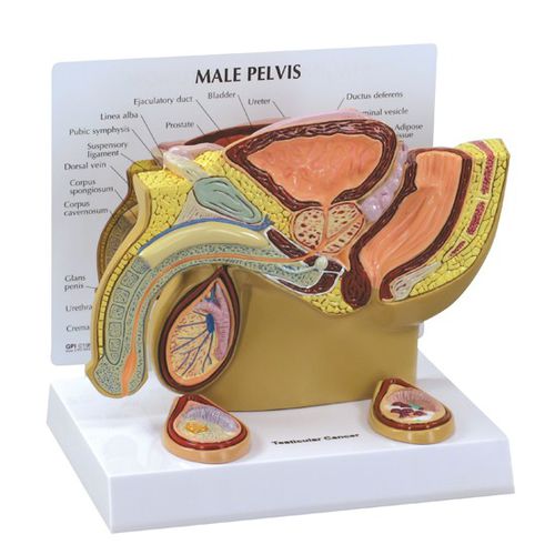 Modelo de pelve - 3570 - GPI Anatomicals - de testículos / para ensino / masculino