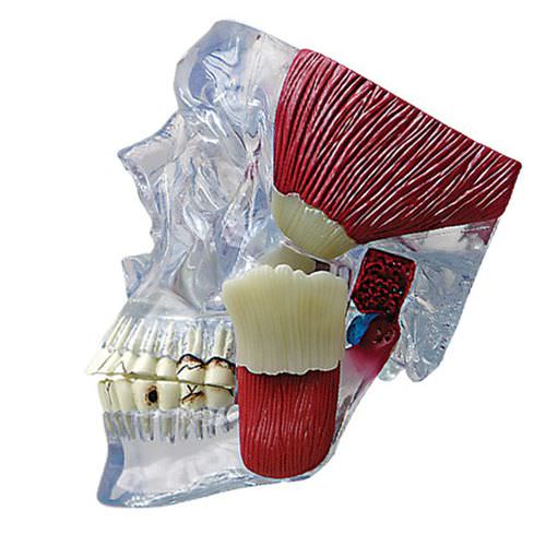 Modelo anatômico de mandíbula - 2880 - GPI Anatomicals - odontológico / para ensino / transparente