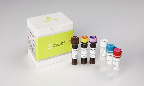 Kit de teste de câncer do colo do útero - PANA RealTyper™ - Panagene Inc. - para genotipagem / de HPV / clínico
