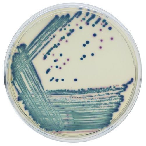 Reagente meio reacional - CGRT2 - CHROMagar - para microbiologia / de diagnóstico / para amostras de urina