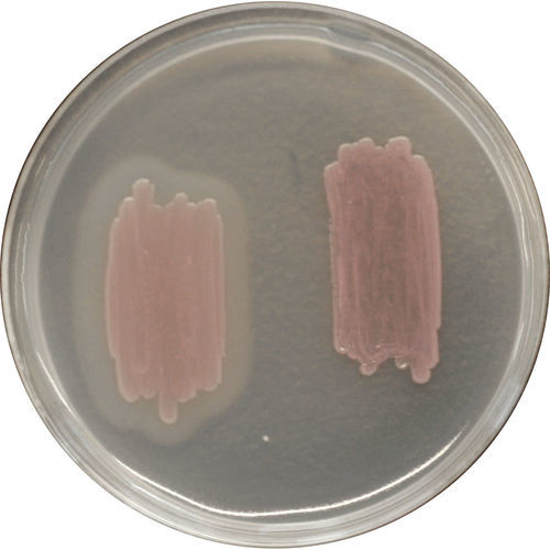 Reagente meio reacional - LK970 - CHROMagar - para microbiologia / de laboratório / de segurança alimentar