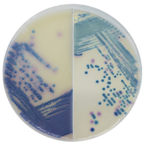 Reagente meio reacional - MS252 - CHROMagar - para isolamento bacteriano / clínico / de enterobactérias