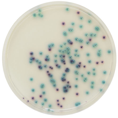 Reagente meio reacional - PS830 - CHROMagar - para isolamento bacteriano / clínico / FISH