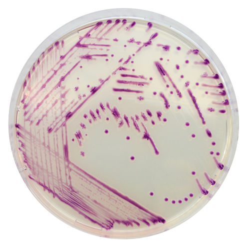 Reagente meio reacional - PR012 - CHROMagar - para microbiologia / para laboratório veterinário / de chumbo