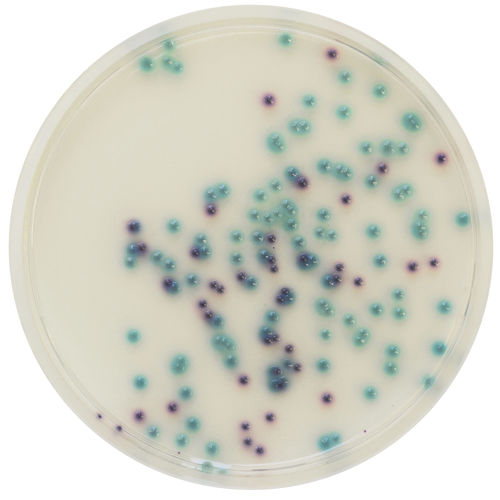 Reagente meio reacional - PS832 - CHROMagar - para microbiologia / para laboratório veterinário / em pó