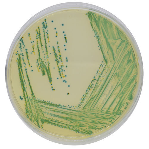 Reagente meio reacional - MC122 - CHROMagar - para microbiologia / para laboratório veterinário / desidratado