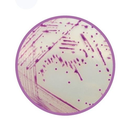 Reagente meio reacional - CHROMagar™  - CHROMagar - para laboratório veterinário / de bactérias