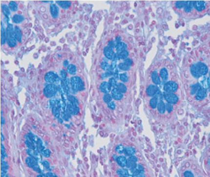 Reagente solução de coloração - Alcian Blue pH 2.5 - pH 1 - BIO-OPTICA Milano - para histologia / para citologia