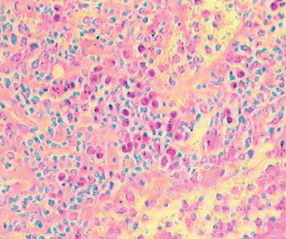 Reagente solução de coloração -  04-121812 - BIO-OPTICA Milano - para histologia / para citologia