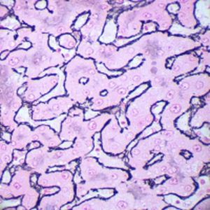 Reagente solução de coloração - Gordon-Sweet   - BIO-OPTICA Milano - para citologia / para histologia