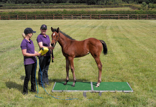 Balança veterinária eletrônica - Goodwood - Horse Weigh - para cavalos / plataforma / com visor móvel