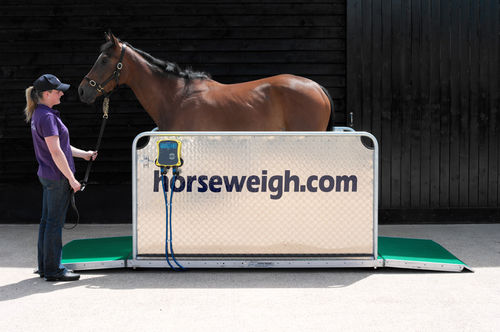 Balança veterinária eletrônica - Olympic - Horse Weigh - para cavalos / plataforma / com visor móvel
