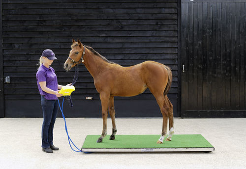 Balança veterinária eletrônica - Ludlow - Horse Weigh - para cavalos / plataforma / com visor móvel