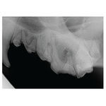 sistema de radiografia veterin&aacute;ria digital