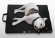 unidade de magnetoterapia para cães / colchão