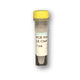 reagente Taq polimerase / para pesquisa / para PCR / líquido