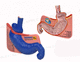 modelo de estômago / de duodeno / de esófago / para gastroenterologia