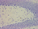 kit de reagentes hematoxilina de Mayer / para pesquisa / para histologia / de ácido acético