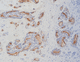 reagente em solução / para imunohistoquímica / de marcadores tumorais / extraído de ratos