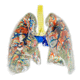 modelo de pulmão / de brônquios / de artéria pulmonar / para veia pulmonar