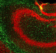 reagente IgG / para pesquisa científica / para western blot / para imunohistoquímica