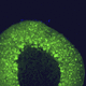 reagente IgG / para pesquisa científica / para western blot / para imunohistoquímica