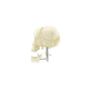 modelo anatômico craniano / para ensino / em material plástico / branco
