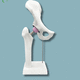 modelo anatômico de quadril / em material plástico / branco
