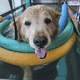 esteira ergométrica veterinária aquática / para cães