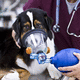 máscara veterinária de oxigênio / de ventilação artificial / para gatos / para ratos