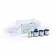 kit de teste para doenças infecciosas / da doença de Lyme / de IgG / de imunoglobulinas M